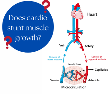 Does cardio stunt muscle growth